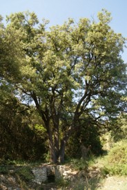 Forêt Communale – Bois de Redonel - JPEG - 55.5 ko